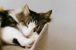 Pets Improve Quality of Life