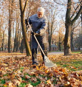 Senior male in raking the fallen leaves in autumn. 